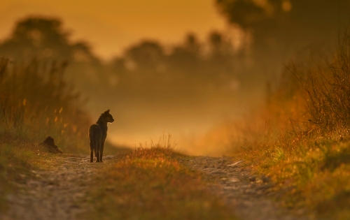 Jungle Cat at Sunrise