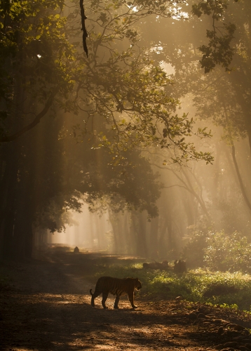 Dappled Light 