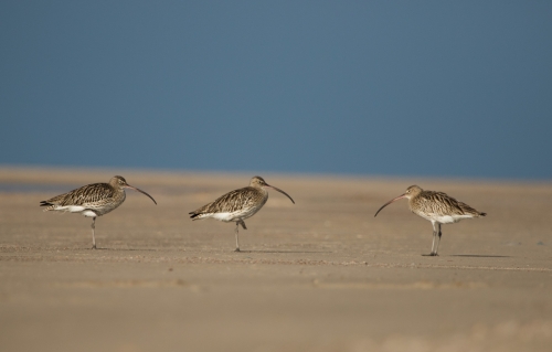 Eurasian Curlew