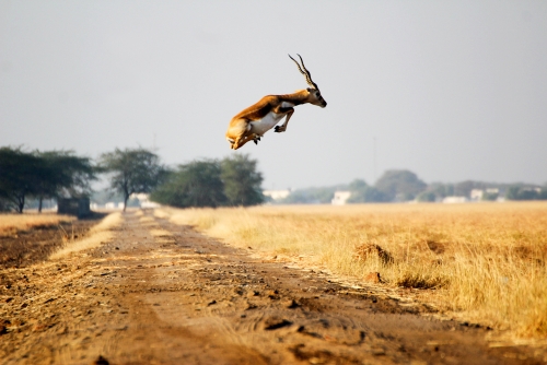 Flying Black Buck