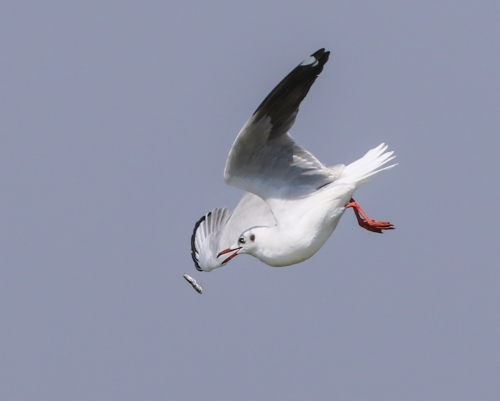 Black Headed Gull toss in the air