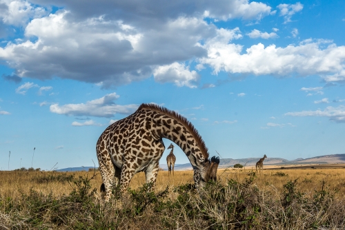 Giraffe within Giraffe