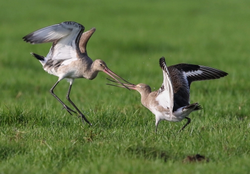 Godwit fight