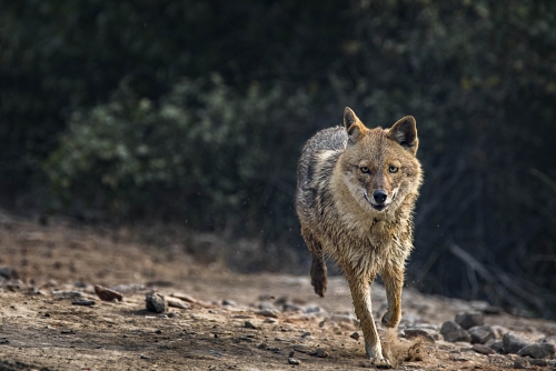 Flying jackal