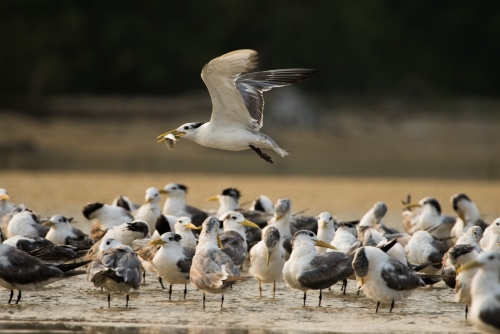 Greater crested tern