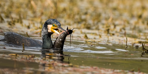 GreaterCormorant with Cat Fish