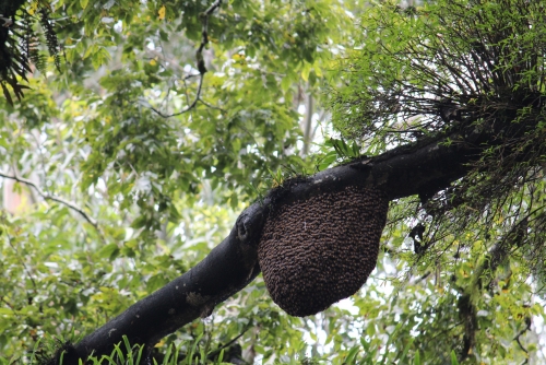 Beehive - The Result of Bees Hard Work