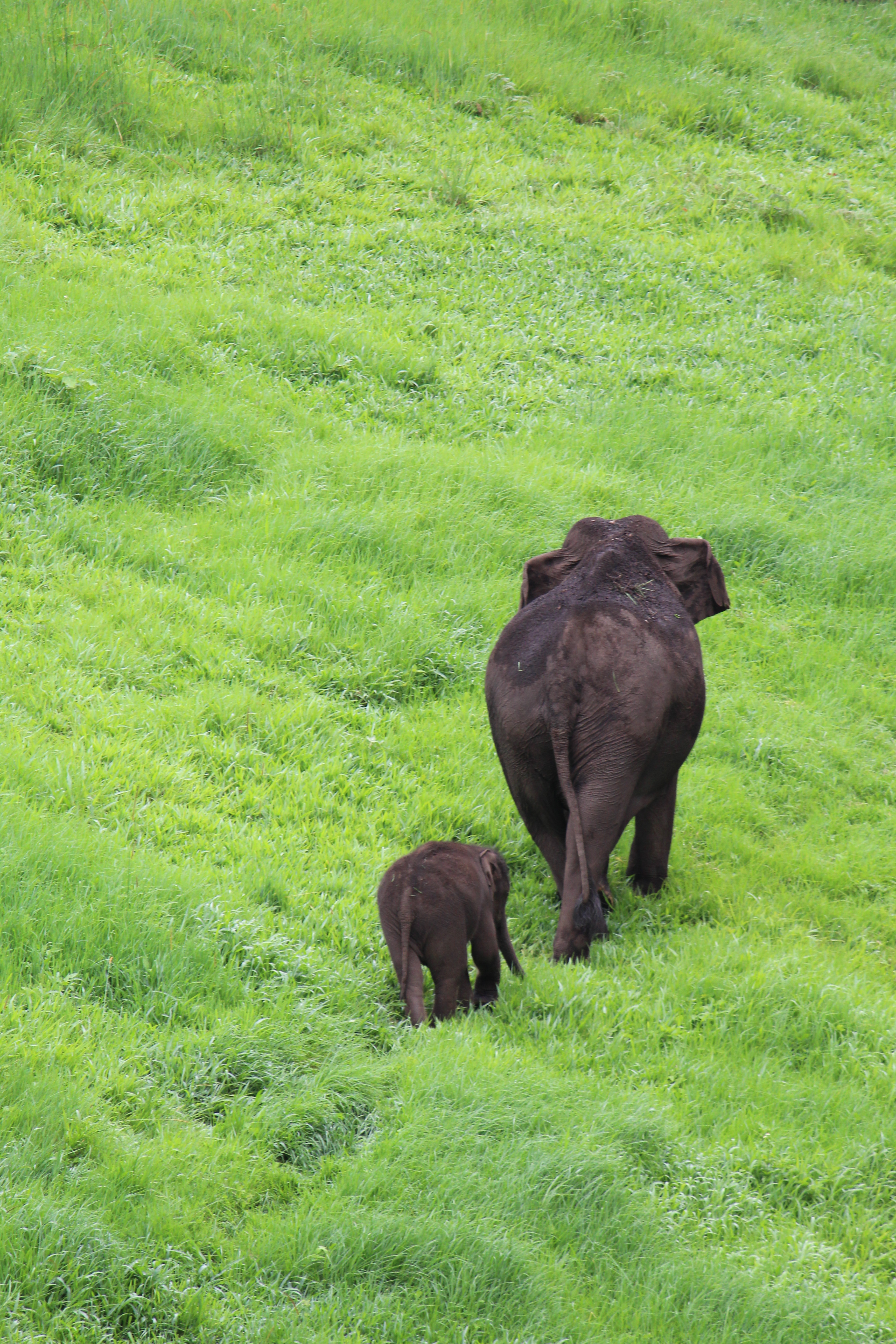 Mother and Baby