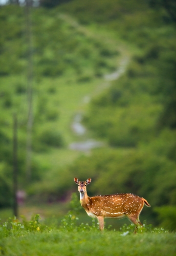 Serenity In the Wilderness