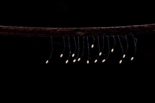 Eggs of Lacewing