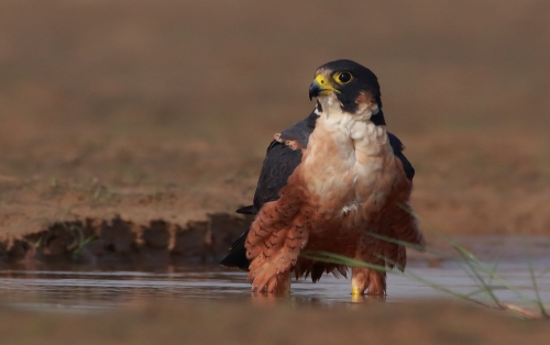 Shaheen Falcon