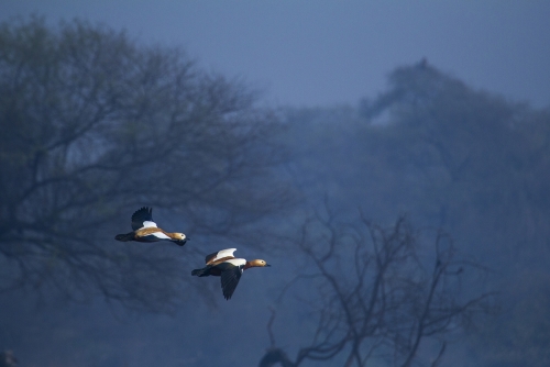 Winged Beauties in misty blue