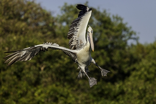 Pelican