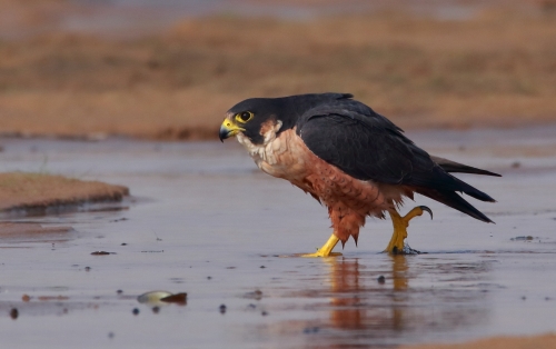 Shaheen Falcon