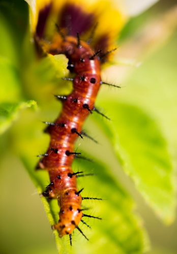 Red Sting Worm 