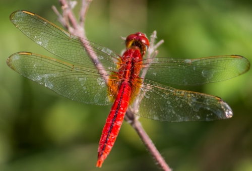 Red Dragonfly