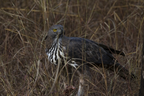 Crested Hawk Eagle