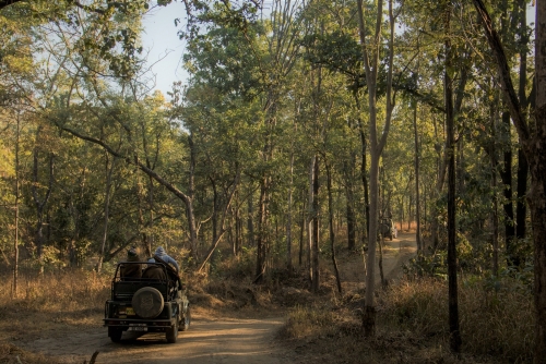 Drive through jungle