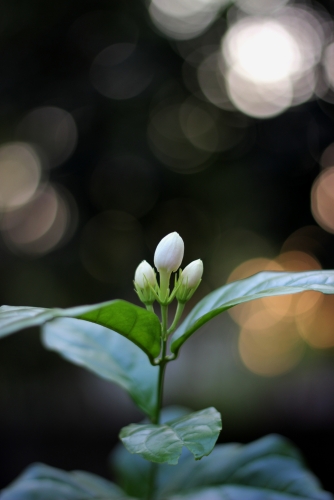 Lovely Jasmine buds