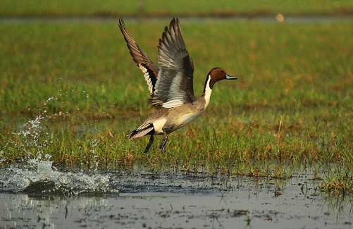 Starry Northern Pintail Splash