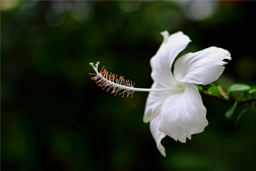 White Beauty