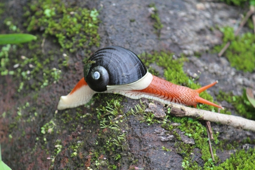 Red snail with black shell