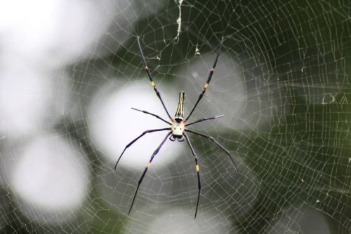 Giant Wood spider