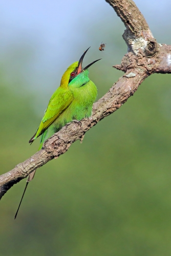 Green Bee Eater