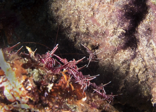 Cleaner shrimps at work!