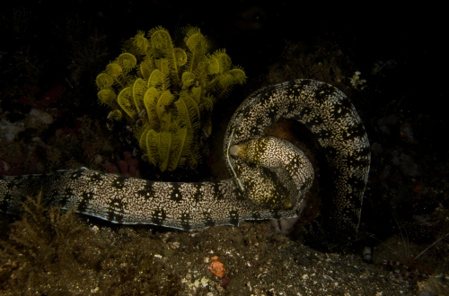 Courtship ritual of Snowflake Moray eel!
