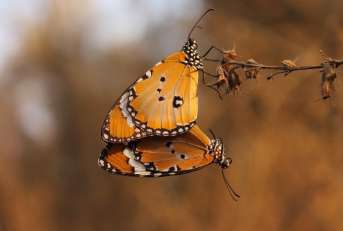 Plain Tiger Butterflies - Mating