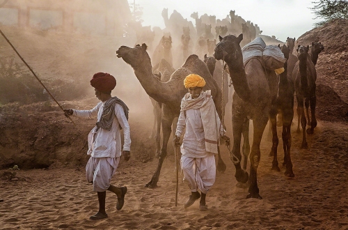 Directing the Herd