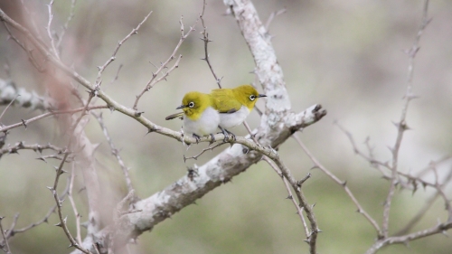 Oriental white-eye pair