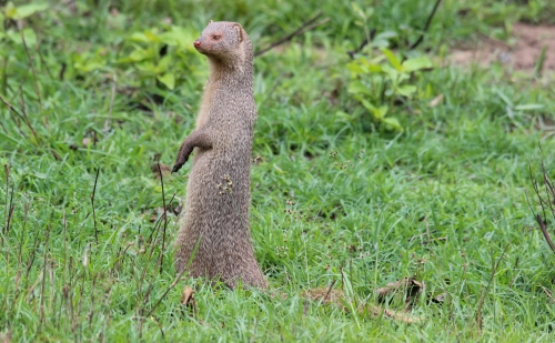 Mongoose checking out safety