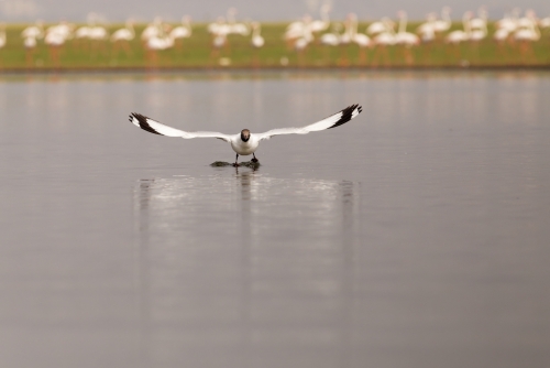 Brown headed gull ready  to fly on water with flamingos in background