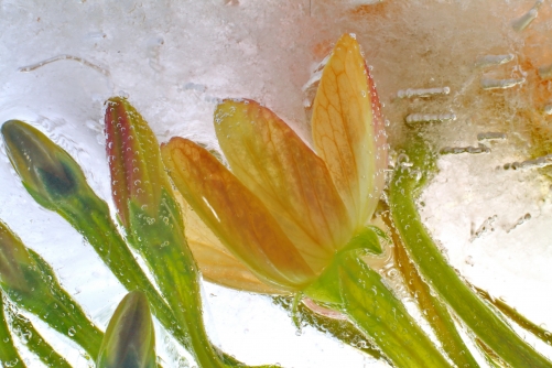 Frozen flowers