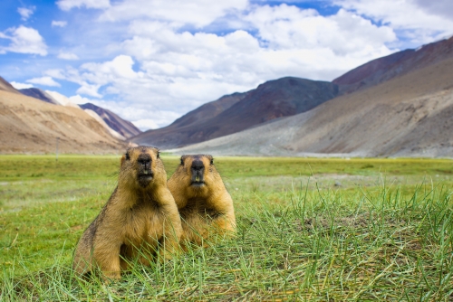 Himalayan Marmot...Wildscape