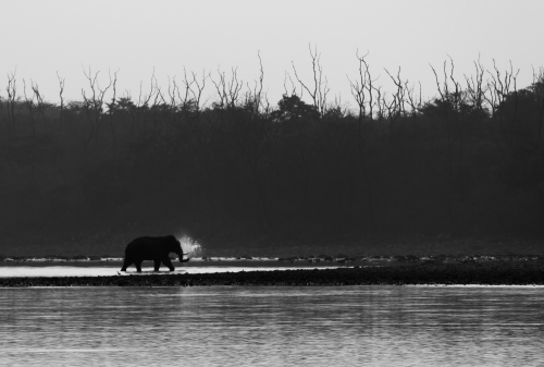 Tusker's backlight