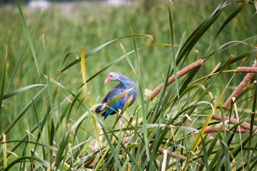 Swamp Hen