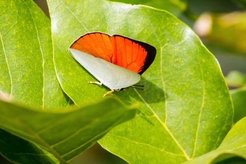 Indian Sunbeam Butterfly