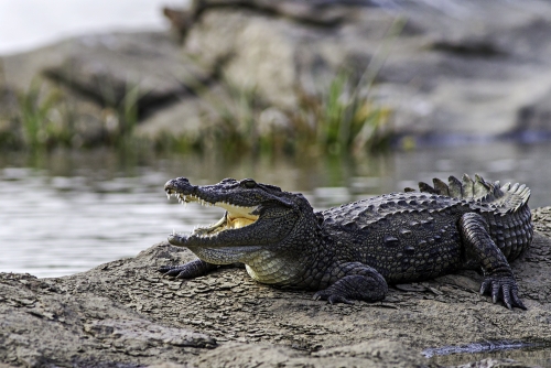 Crocodile at Ranganathittu 