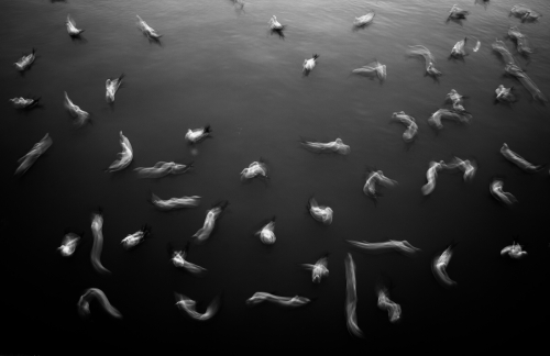 48 Seagulls