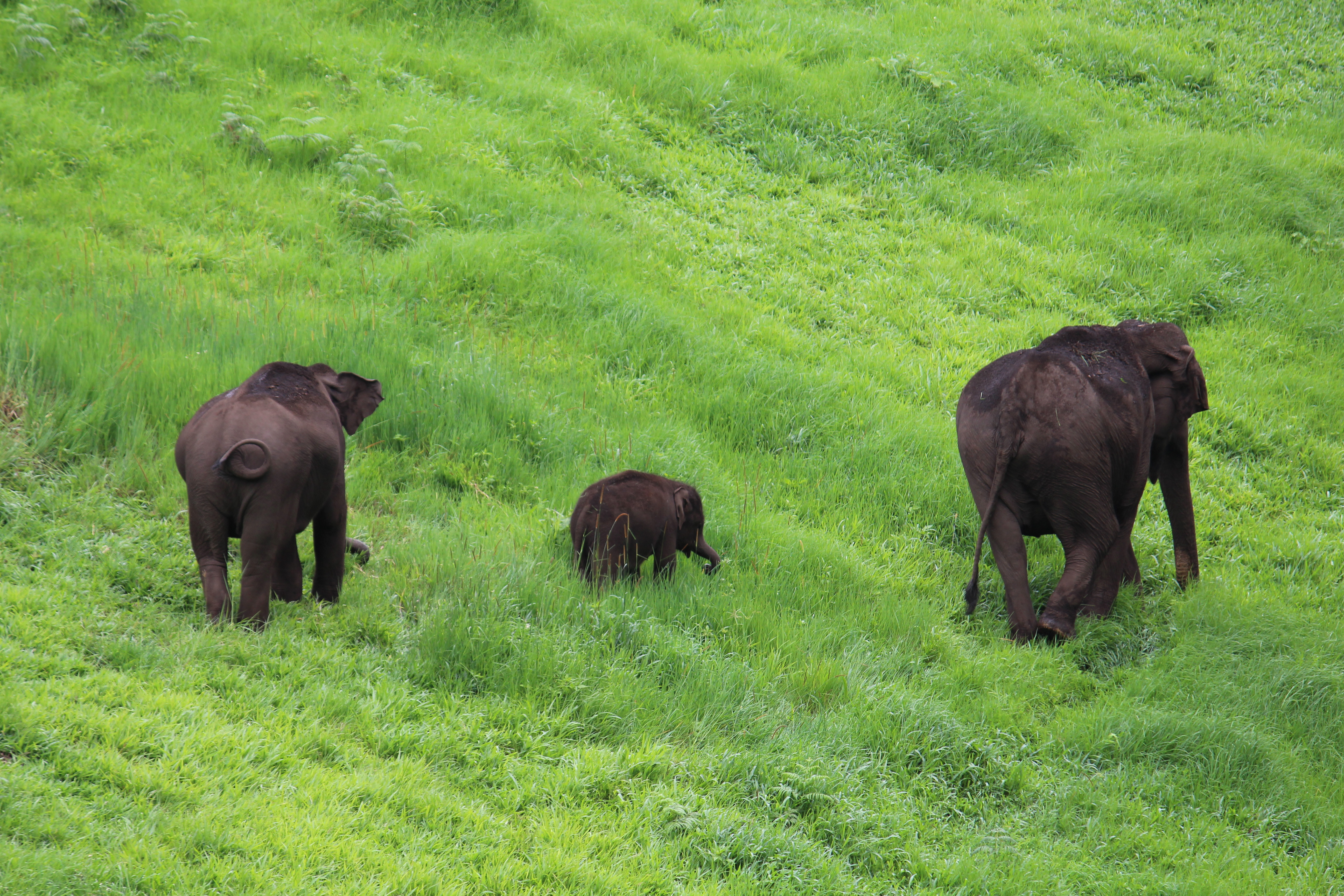 Baby Elephant, Elder Brother and Mother - A Small Family