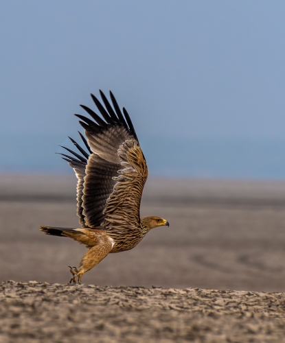 Eastern Imperial Eagle Juvenile