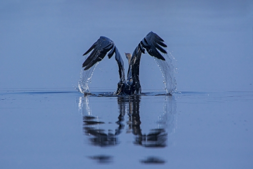 Indian Darter