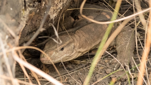 Monitor Lizard