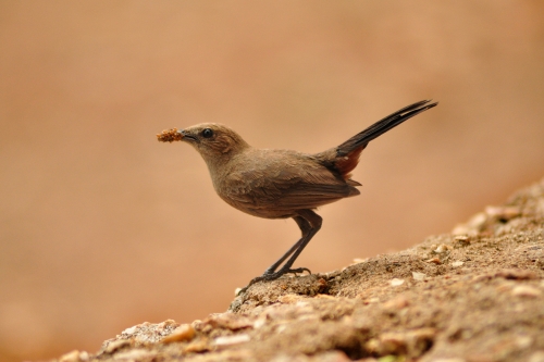 Indian robin female 