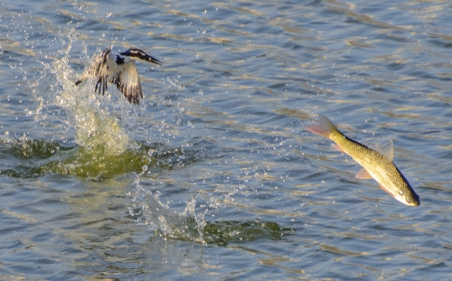 Fisherman