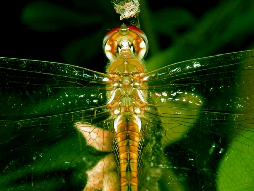 Dragonfly