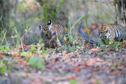 Tiger cubs